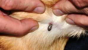 Jak chránit psa z klíšťat: lidové léky